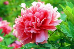 隆中重工牡丹花會(huì )邀請函：您來(lái)參觀(guān) 我來(lái)買(mǎi)單